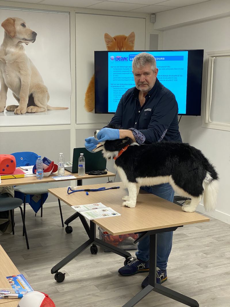 formation de formateurs en premiers secours canins félins